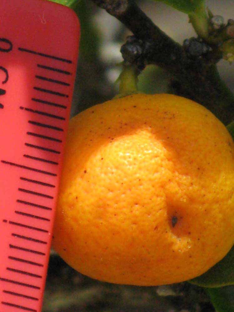            Fruit (Winter Haven, FL)   